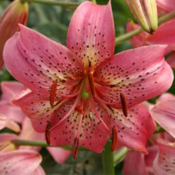 Лілія звисаюча Pink Rlavour