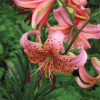 Лілія звисаюча Pink Rlavour
