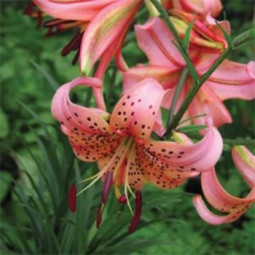 Лілія звисаюча Pink Rlavour