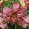 Лілія звисаюча Pink Rlavour
