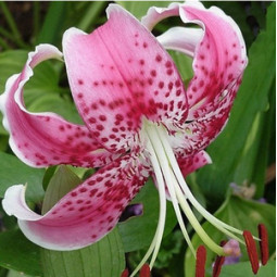 Лілія звисаюча Speciosum Rubrum