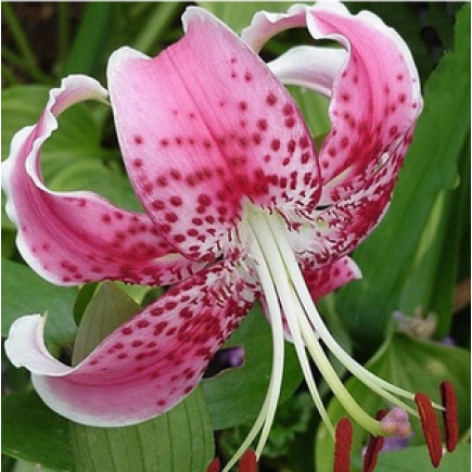 Лілія звисаюча Speciosum Rubrum