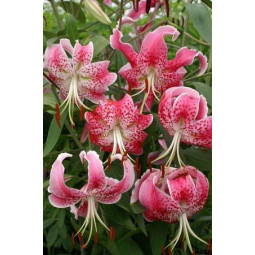 Лілія звисаюча Speciosum Rubrum