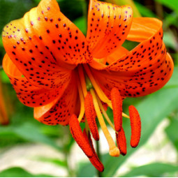 Лілія звисаюча Tigrinum Splendens