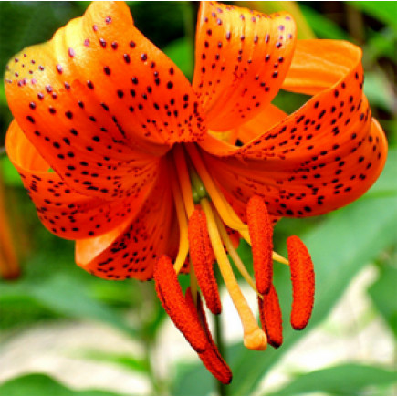 Лілія звисаюча Tigrinum Splendens