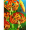 Лілія звисаюча Tigrinum Splendens