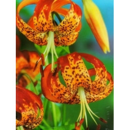 Лілія звисаюча Tigrinum Splendens