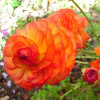 Лютики Orange