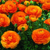 Лютики Orange