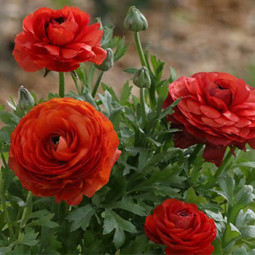 Лютики Red