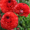 Лютики Red
