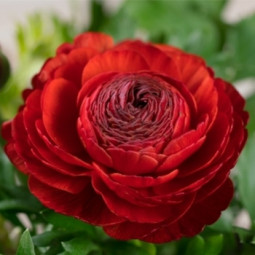 Лютики Red