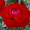 Лютики Red