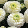 Лютики White