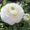Лютики White