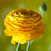 Лютики Yellow