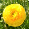 Лютики Yellow