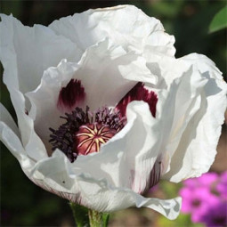 Мак багаторічний Perry's White