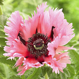Мак багаторічний Pink Ruffles