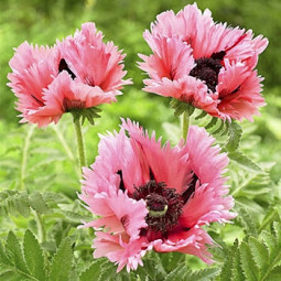 Мак багаторічний Pink Ruffles
