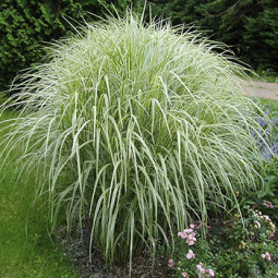 Міскантус Variegatus (Варігатус)