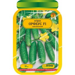 Огірок Орфеус F1 10 шт