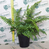 Папороть Setiferum