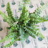 Папороть Setiferum