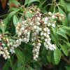Пієріс White Cascade