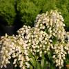 Пієріс White Cascade