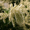 Пієріс White Cascade