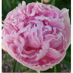 Півонія трав'яниста Pink Supreme