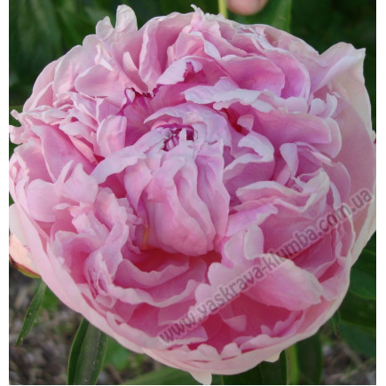 Півонія трав'яниста Pink Supreme