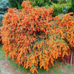 Піраканта Orange Glow Піраканта Orange Glow
