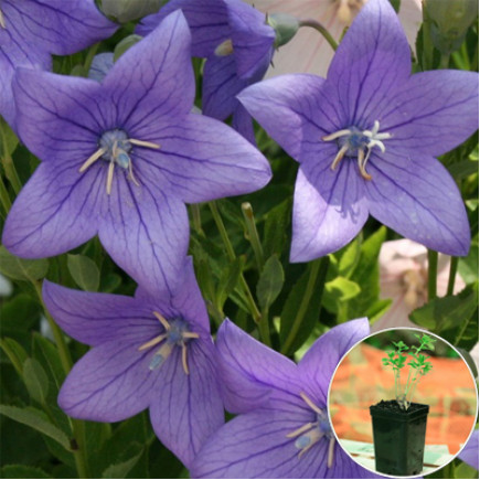 Платикодон Grandiflorus Fuji Blue (контейнер 1 л)