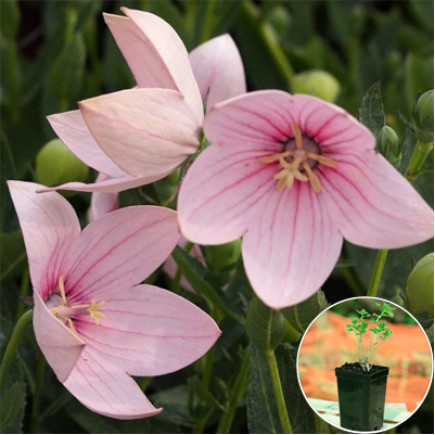 Платикодон Grandiflorus Fuji Pink (контейнер 1 л)