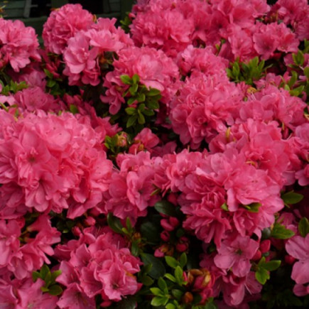 Рододендрон Anne Frank rose контейнер 0.5 л