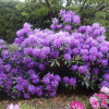 Рододендрон Grandiflorum контейнер 2 л