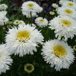 Ромашка багаторічна Crazy Daisy