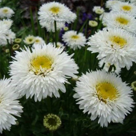 Ромашка багаторічна Crazy Daisy
