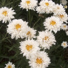 Ромашка багаторічна Crazy Daisy