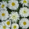 Ромашка багаторічна Crazy Daisy
