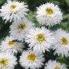 Ромашка багаторічна Crazy Daisy
