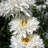 Ромашка багаторічна Crazy Daisy