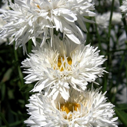 Ромашка багаторічна Crazy Daisy