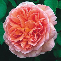 Троянда англійська Абрахам Дербі (Abraham Darby)