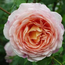 Троянда англійська Абрахам Дербі (Abraham Darby)