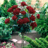 Троянда Блек Баккара (Black Baccara) штамб