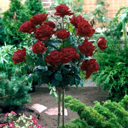 Троянда Блек Баккара (Black Baccara) штамб
