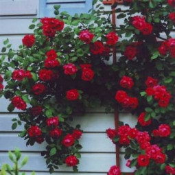 Троянда плетиста Краплина (Kapelka)